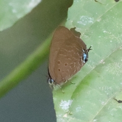 Arhopala agrata