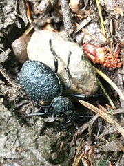 Cychrus tuberculatus