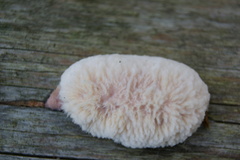 Leptoporus mollis