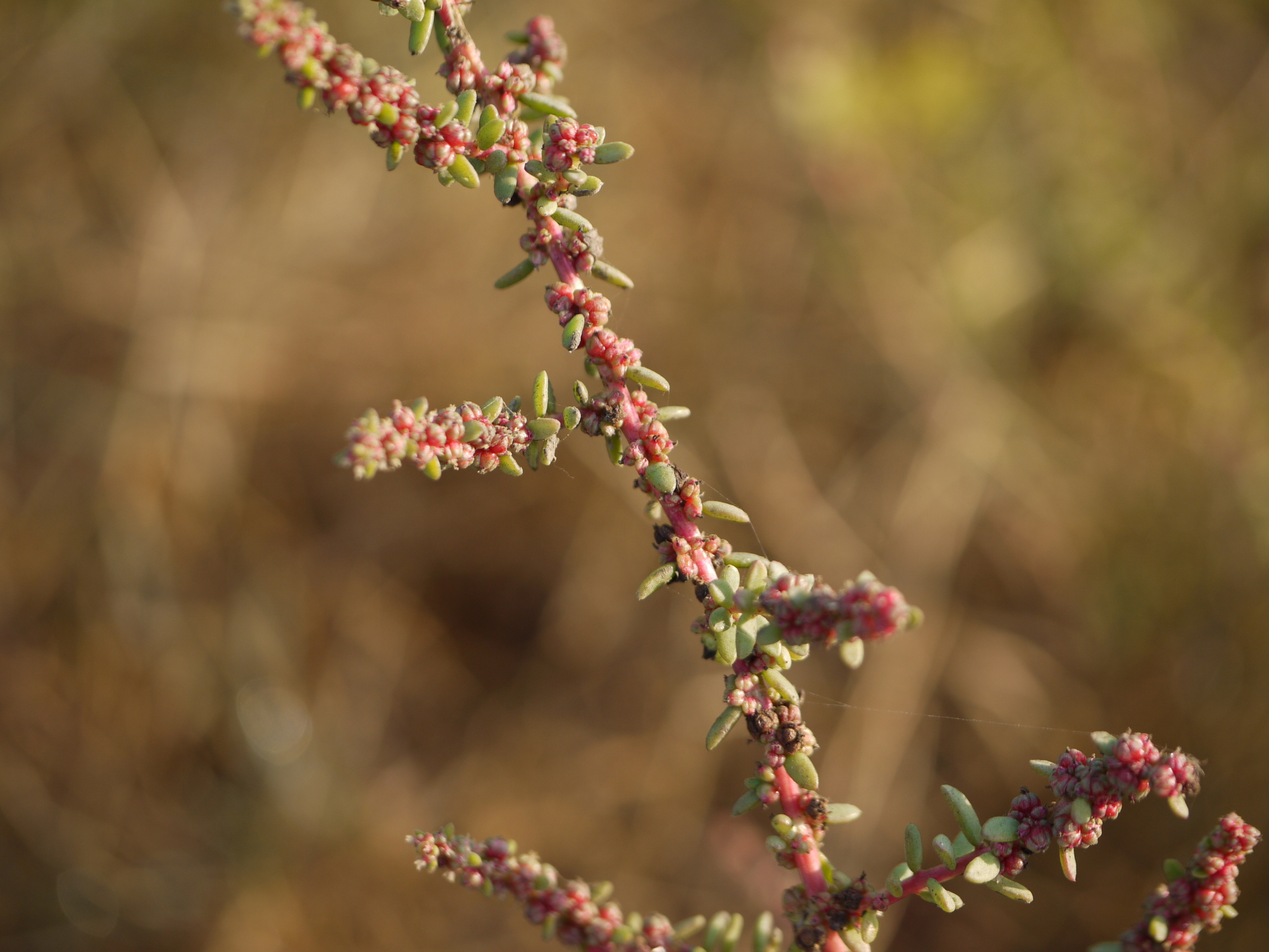 Suaeda maritima (L.) Dumort.