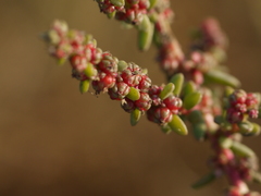Suaeda maritima
