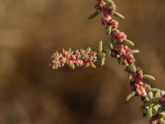 Suaeda maritima