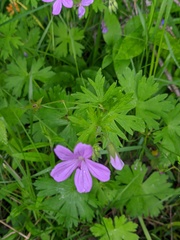 Geranium asphodeloides