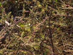 Suaeda maritima