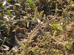 Suaeda maritima