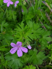 Geranium asphodeloides