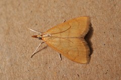Anania crocealis
