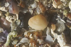 Chioneryx cardioides