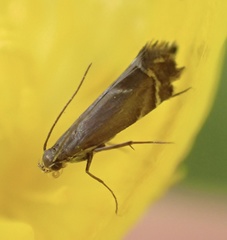 Glyphipterix simpliciella