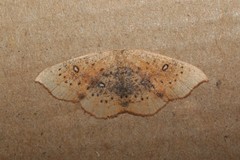 Cyclophora lennigiaria