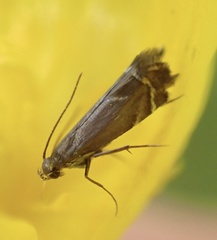 Glyphipterix simpliciella