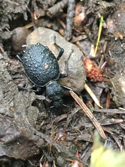 Cychrus tuberculatus