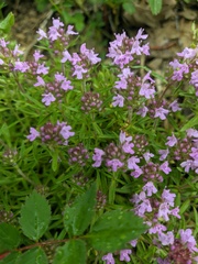Thymus dzevanovskyi