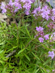 Thymus dzevanovskyi