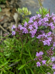 Thymus dzevanovskyi