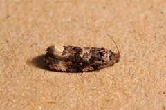 Endothenia gentianaeana