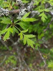 Crataegus stevenii