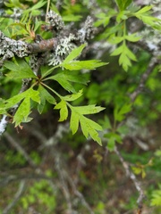 Crataegus stevenii