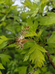 Crataegus stevenii