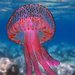 Medusa Boca de Bandera - Photo (c) Seawater, algunos derechos reservados (CC BY-NC), subido por Seawater