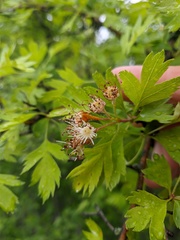 Crataegus stevenii