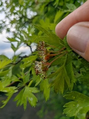Crataegus stevenii