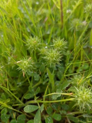 Trifolium leucanthum