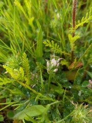 Trifolium leucanthum