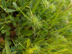 Trifolium leucanthum
