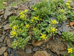 Alyssum umbellatum