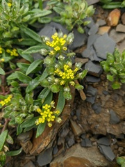 Alyssum umbellatum
