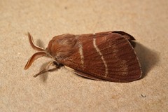 Macrothylacia digramma