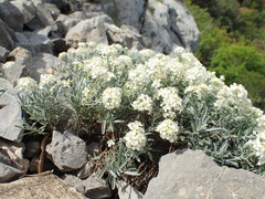 Hormathophylla spinosa