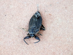 Lethocerus distinctifemur