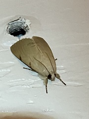 Litoprosopus coachella