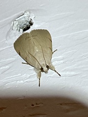 Litoprosopus coachella