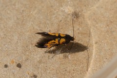Schiffermuelleria schaefferella