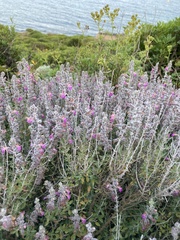 Teucrium marum