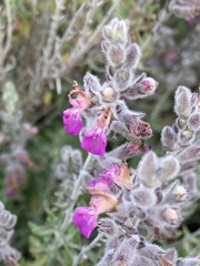 Teucrium marum