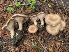 Cleistocybe vernalis