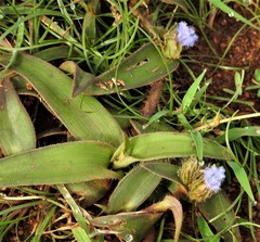 Cyanotis tuberosa