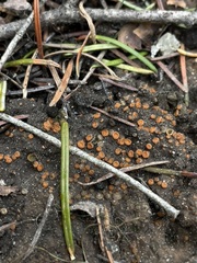 Pulvinula archeri