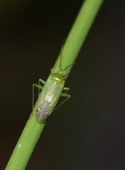 Lygocoris