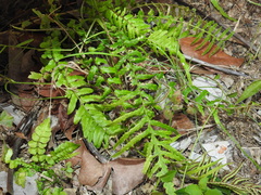 Blechnum parrisiae