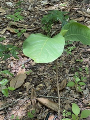 Magnolia macrophylla