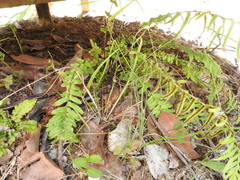 Blechnum parrisiae