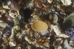 Chioneryx cardioides