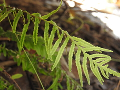 Blechnum parrisiae