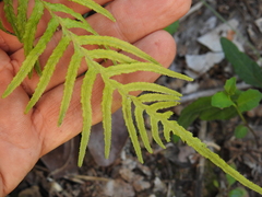 Blechnum parrisiae