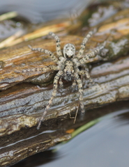 Arctosa maculata
